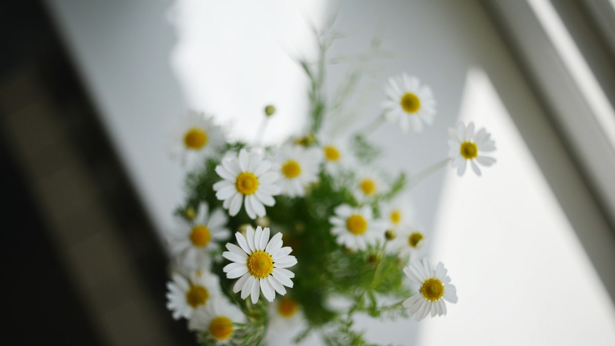 a bouquet of daisies in front of a window